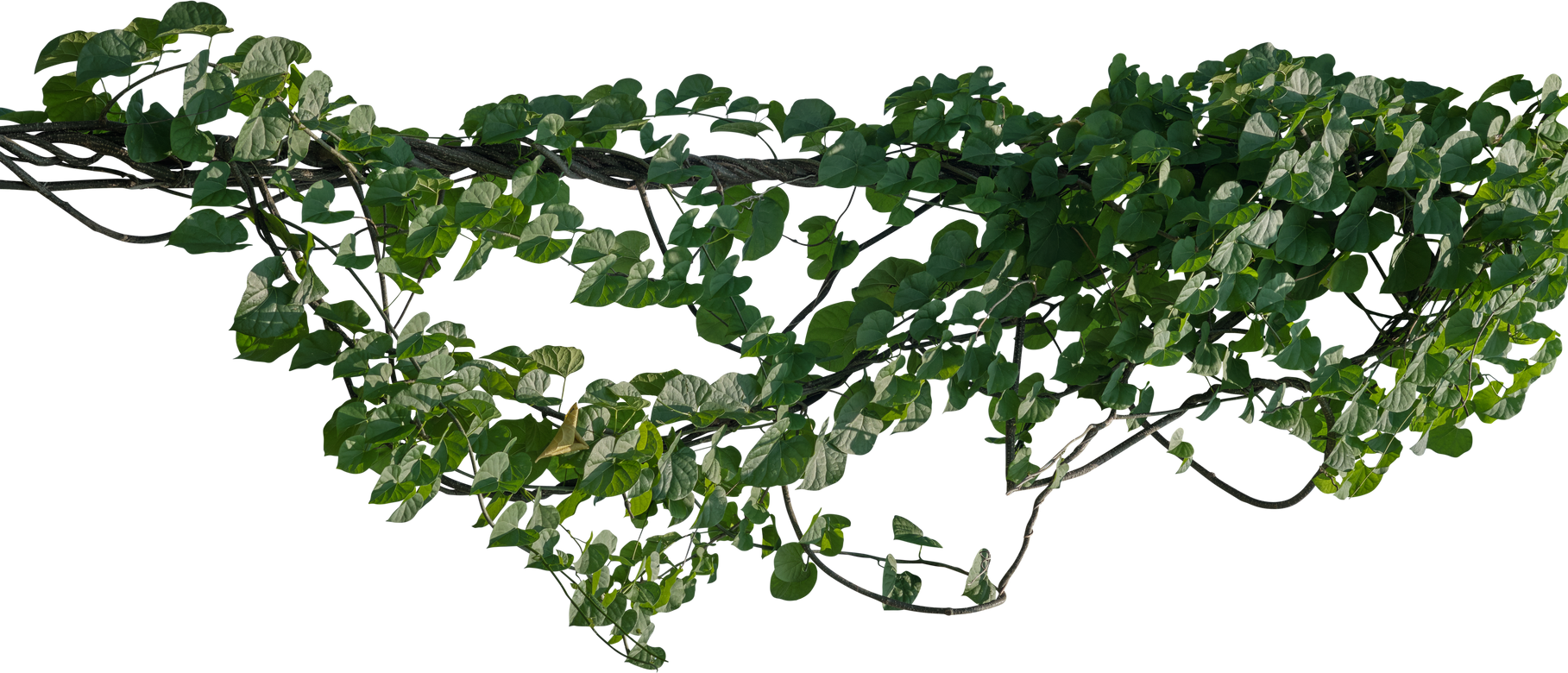 Vine Plant